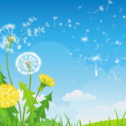 Dandelion
